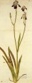 アイリス・アルブレヒト・デューラーの古典的な花